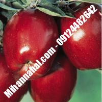 نهال سیب لبنان قرمز پایه رویشی زودبازده 09124482642 مهندس غفاری
