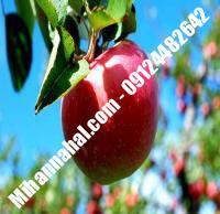 نهال سیب ژنوتیپ زودبازده | ۰۹۱۲۴۴۸۲۶۴۲ مهندس غفاری | خرید نهال سیب ژنوتیپ زودبازده | فروش نهال سیب ژنوتیپ زودبازده | قیمت نهال سیب ژنوتیپ زودبازده